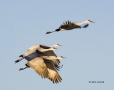 Sandhill-Crane;Crane;Grus-canadensis;Flying-bird;action;aloft;behavior;flight;fl
